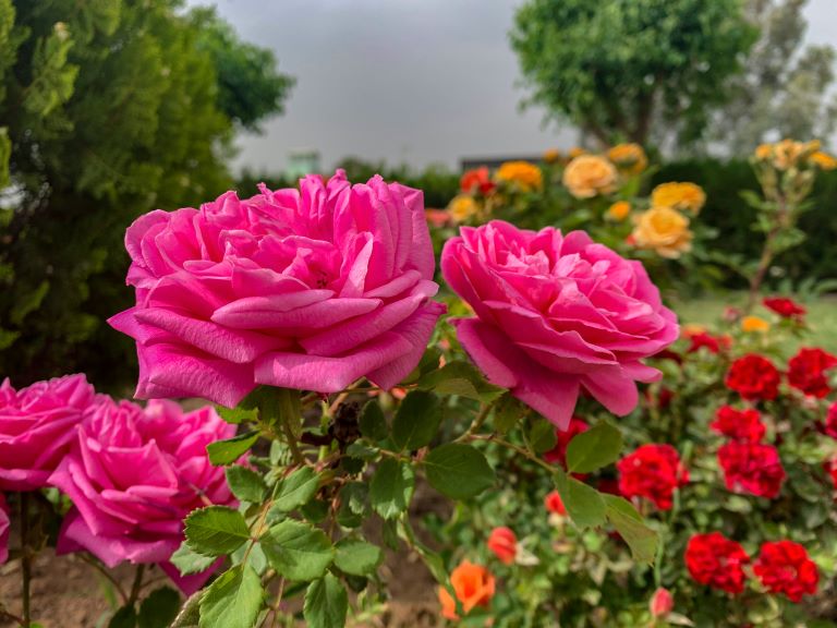 Can a garden add value to your home?